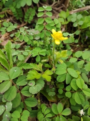Ranunculus japonicus