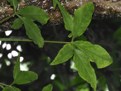 Syngonium angustatum