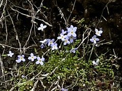 Houstonia caerulea