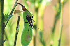 Capsodes sulcatus