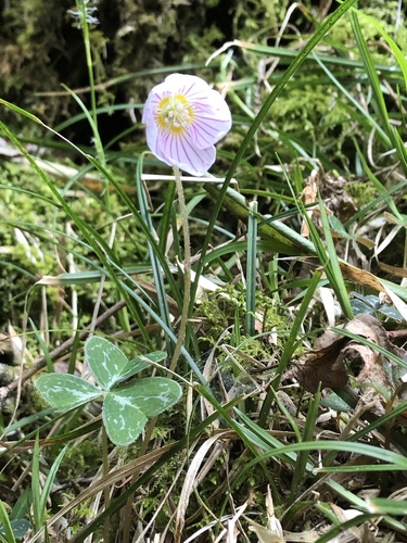 Oxalis griffithii iNat (3)