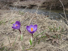 Crocus vernus