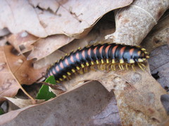 Apheloriini