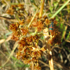 Hapalochrops sumtuosus