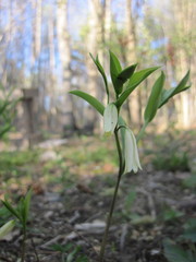 Uvularia