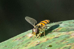 Episyrphus trisectus