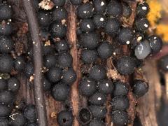 Ruzenia spermoides