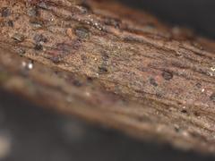 Pyrenopeziza petiolaris
