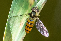 Episyrphus trisectus