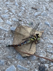 Caliaeschna microstigma