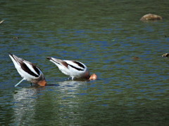 Recurvirostra americana