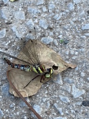 Caliaeschna microstigma