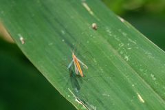 Yemmalysus parallelus