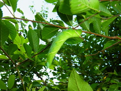 Marumba sperchius