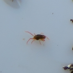 Eupodes