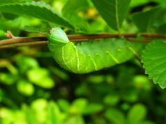 Marumba sperchius
