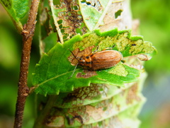 Xanthogaleruca maculicollis