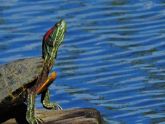 Trachemys scripta elegans
