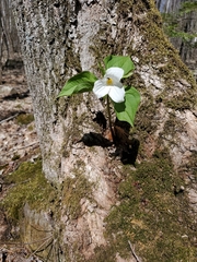 Trillium grandiflorum