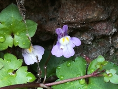 Cymbalaria muralis