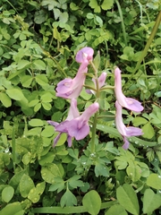 Corydalis decumbens