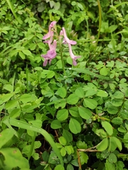 Corydalis decumbens