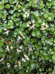 Chrysosplenium hebetatum