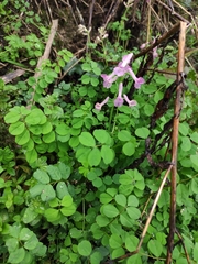 Corydalis decumbens