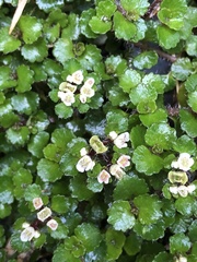 Chrysosplenium hebetatum