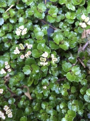 Chrysosplenium hebetatum