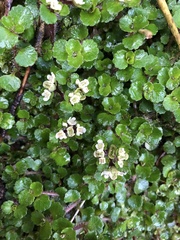 Chrysosplenium hebetatum