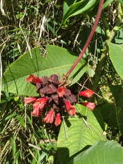 Bomarea formosissima