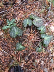 Asarum marmoratum
