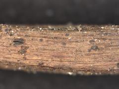 Pyrenopeziza petiolaris