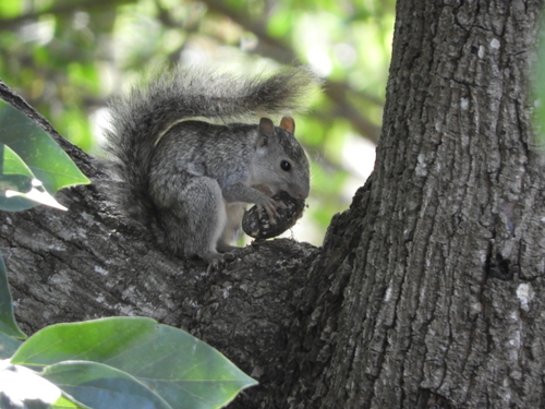 Yucatán Squirrel