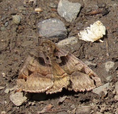 Euclidia ardita