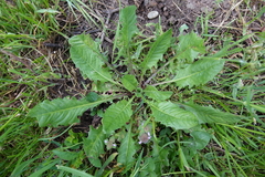 Crepis setosa