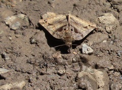 Euclidia ardita