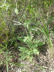 Tanacetum poteriifolium