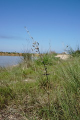Petrosimonia brachiata