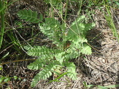 Tanacetum poteriifolium