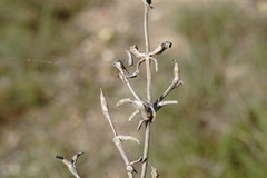 Petrosimonia brachiata