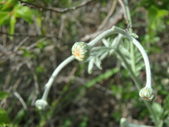 Tanacetum poteriifolium
