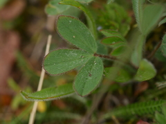 Trifolium arvense