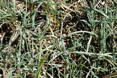 Petrosimonia brachiata