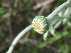 Tanacetum poteriifolium