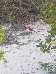 Cardinalis cardinalis image