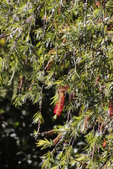 Melaleuca viminalis viminalis