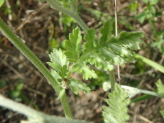 Tanacetum poteriifolium