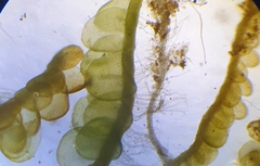 Odontoschisma sphagni